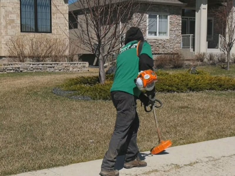 Voles damage Winnipeggers’ lawns over the winter