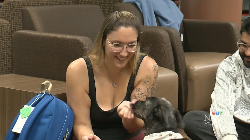 Dani girl: MSVU’s therapy dog