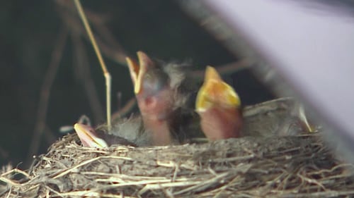 Robin’s nest full of baby birds discovered inside wheel well during truck sale