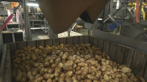 CTV National News: Fresh potatoes from P.E.I. under scrutiny by U.S. regulators