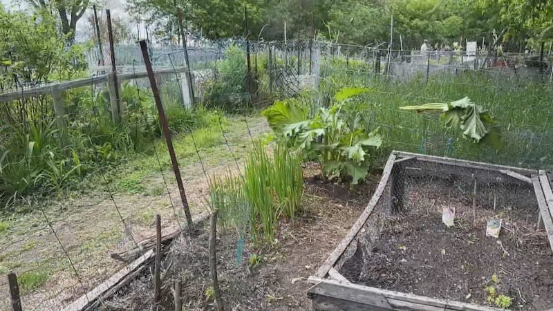City of Ottawa closes community garden after conflicts between gardeners