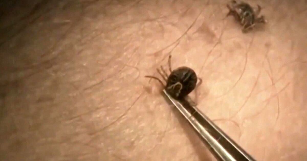 Ft Ticks CTV National News: The growing spread of ticks and tick-borne disease ...