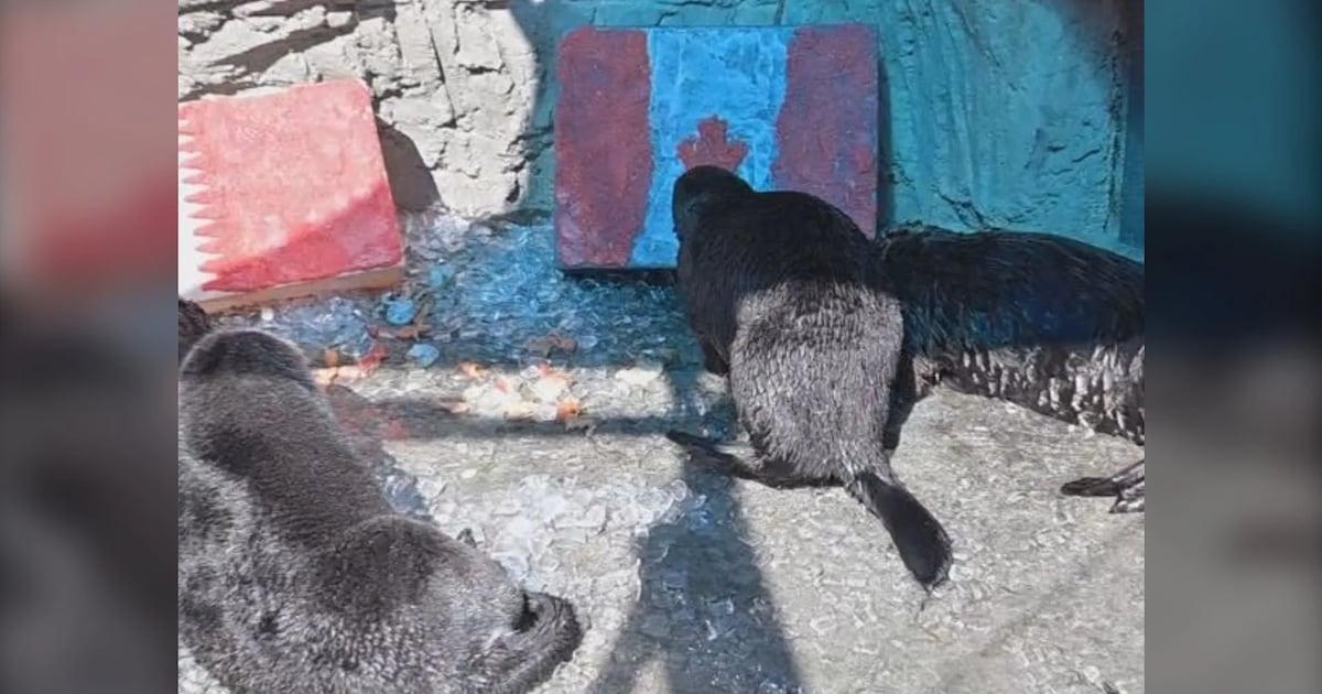 Otters make their pick ahead of Canada-Qatar matchup