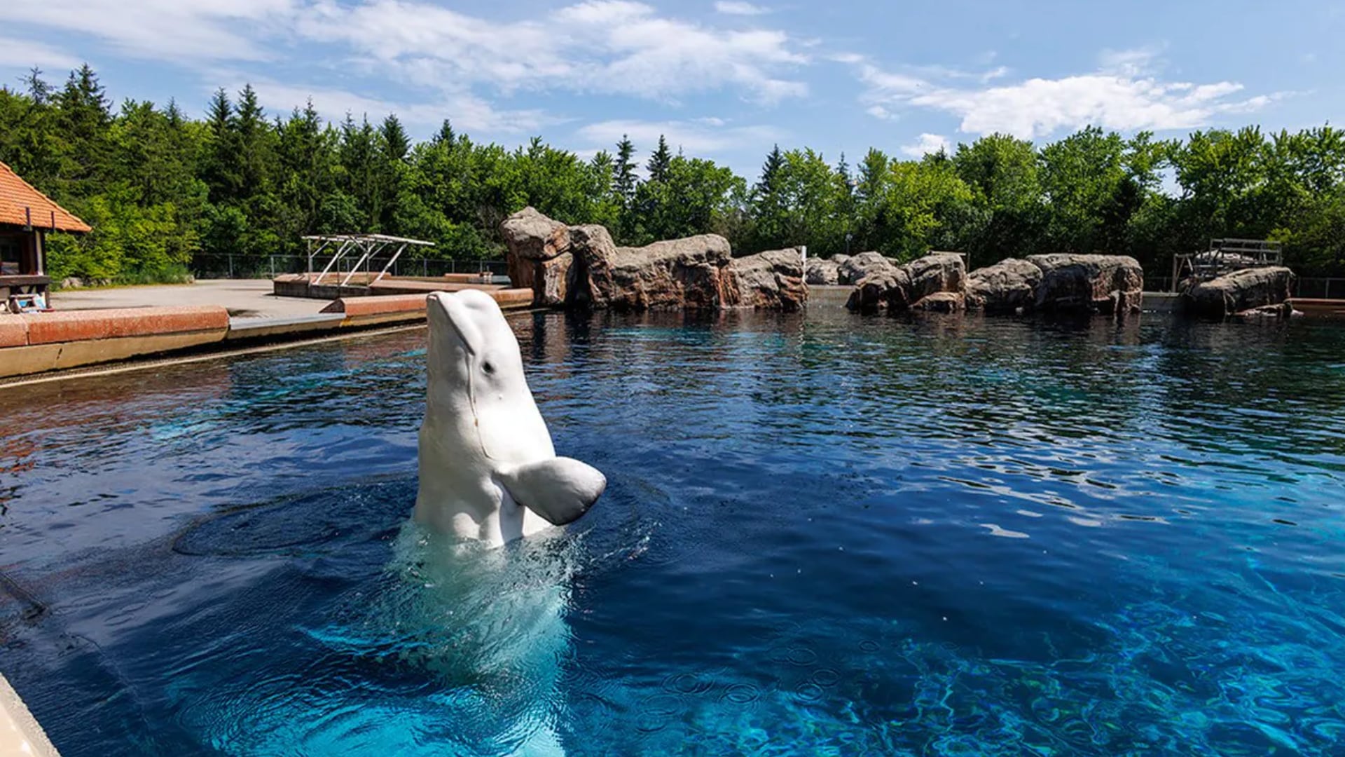 Defunct theme park Marineland begins moving belugas to U.S.