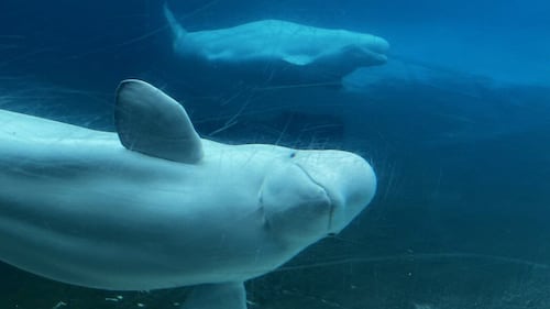 Marineland belugas being moved to U.S. facilities that have a ‘higher professional standard’