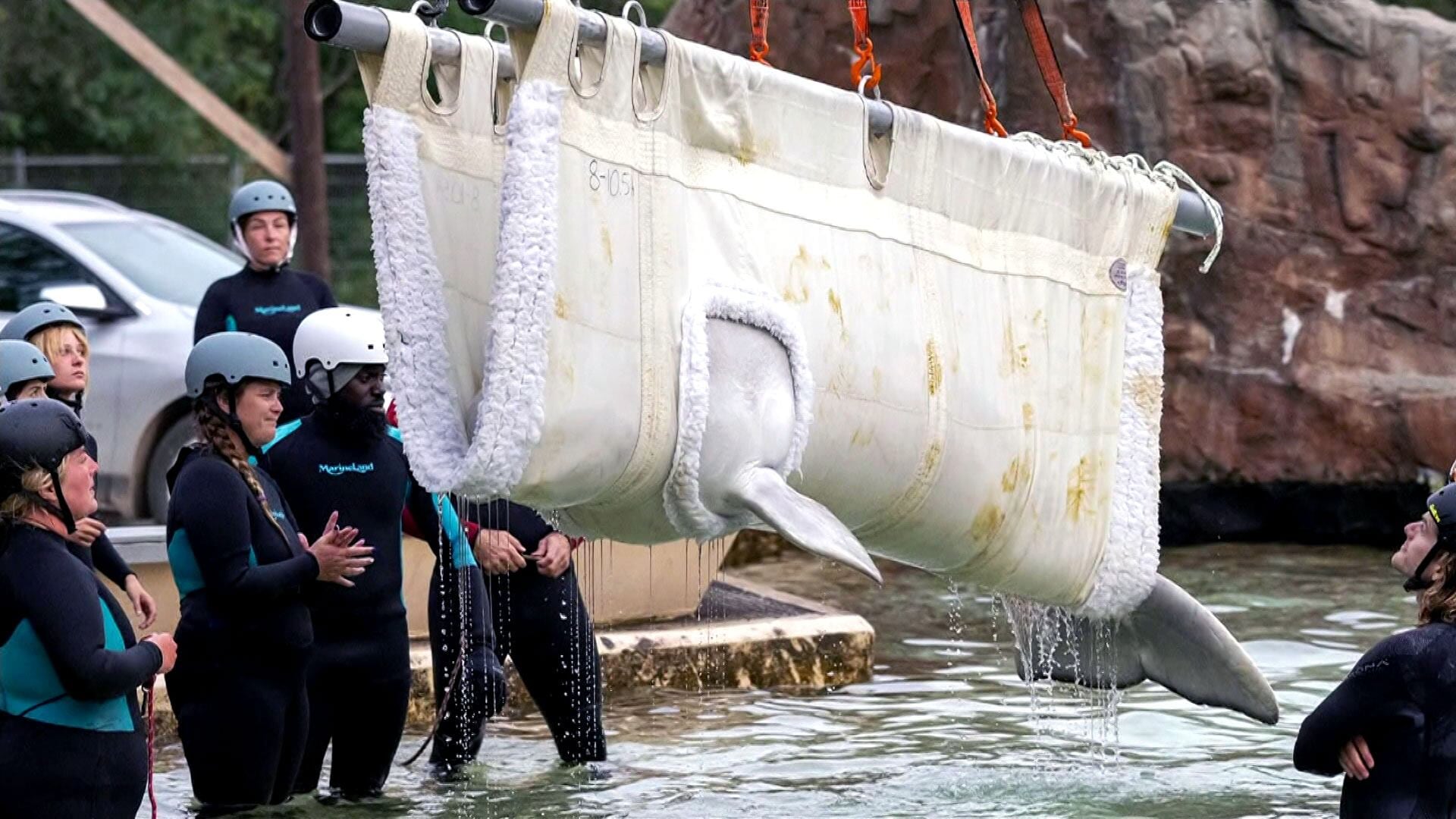 Six belugas from Marineland are now at their new homes