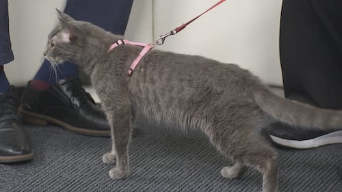 Attention loving, social 5-year-old cat on a diet looking for a home