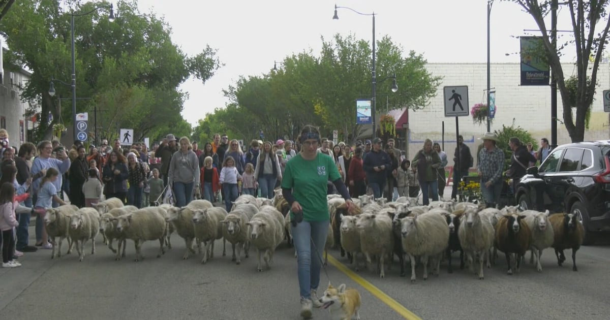 Fort Saskatchewan says bye to lawn-mowing sheep