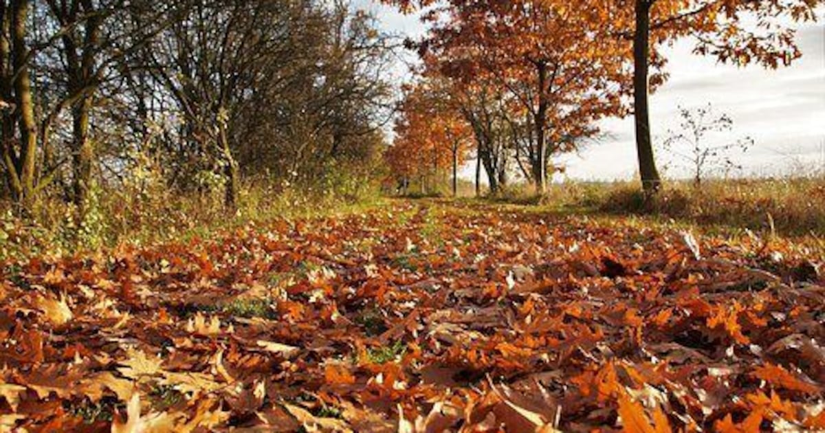 Why summer seems to fly by, explained by a neuroscientist
