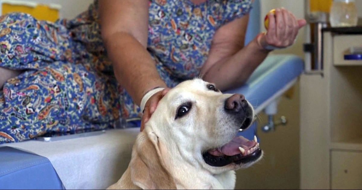 Therapy dog in Greece brings comfort to cancer patients - CTV News