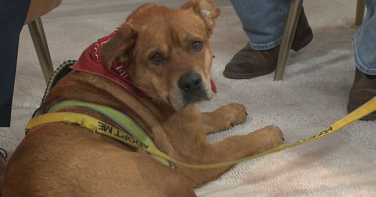 Local shelter says older animals often overlooked - CTV News