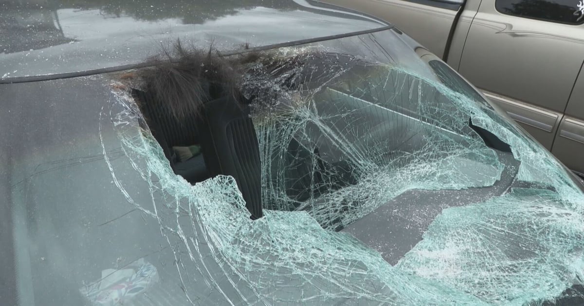Elk crashes through windshield of car on Vancouver Island - CTV News