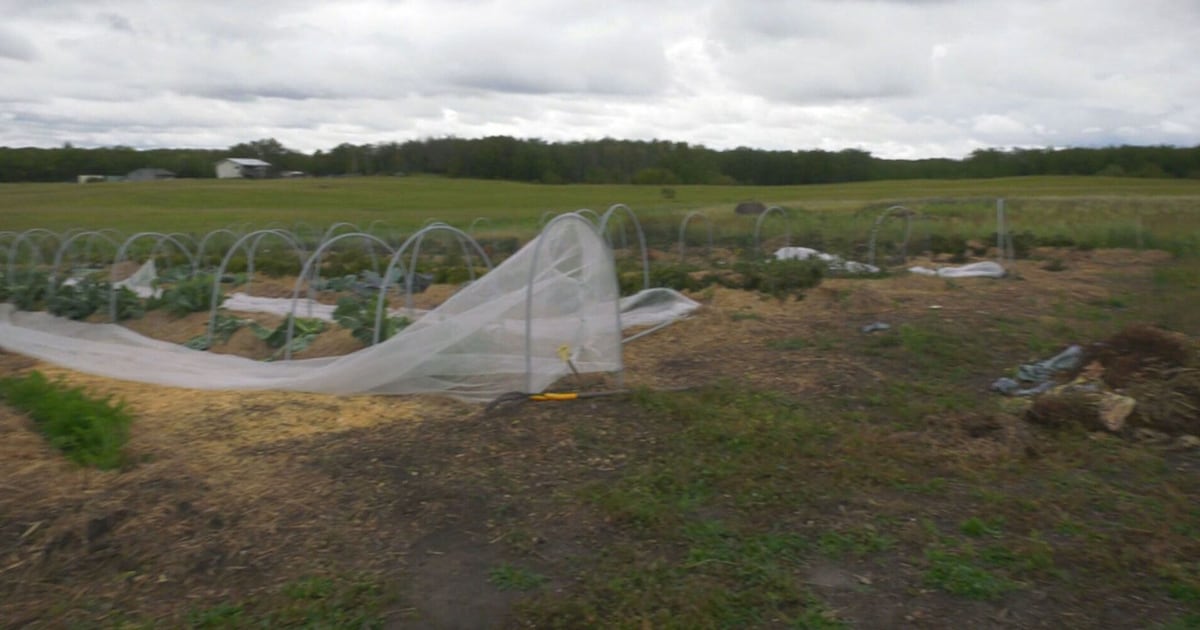 First Nations community tackles food insecurity with homegrown solution - CTV News