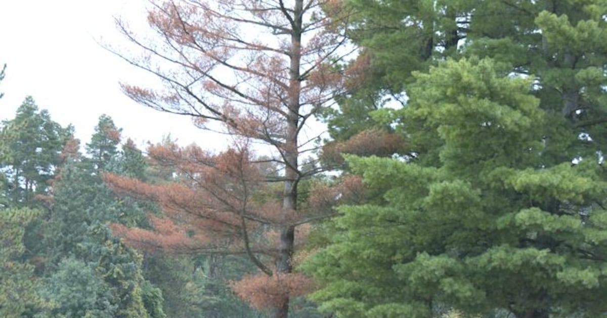 Fall camping in full swing despite predominantly green leaves on trees - CTV News