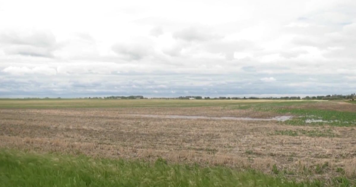 September rain delays harvest for southern Alberta farmers - CTV News