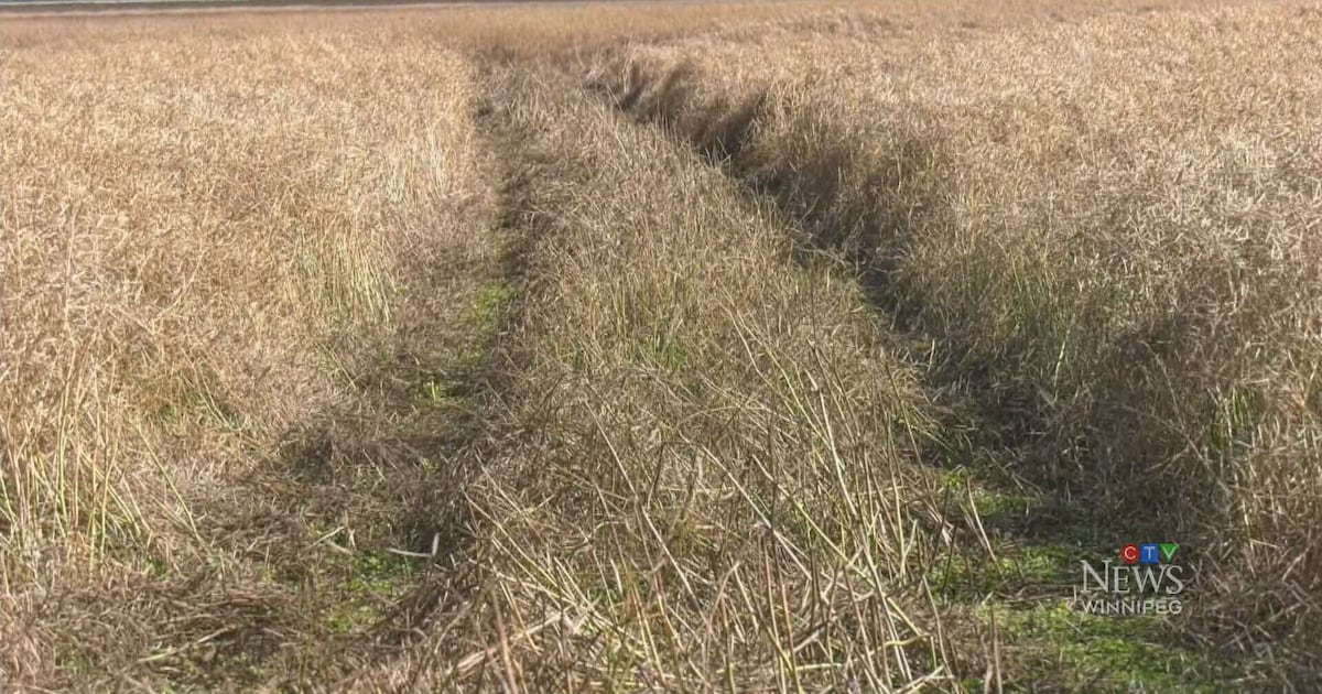 Community rallying behind Manitoba property owner - CTV News