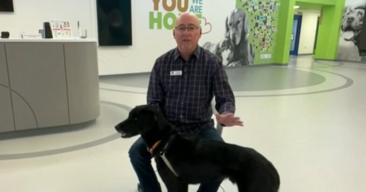 Adopt Calvin from the Regina Humane Society - CTV News