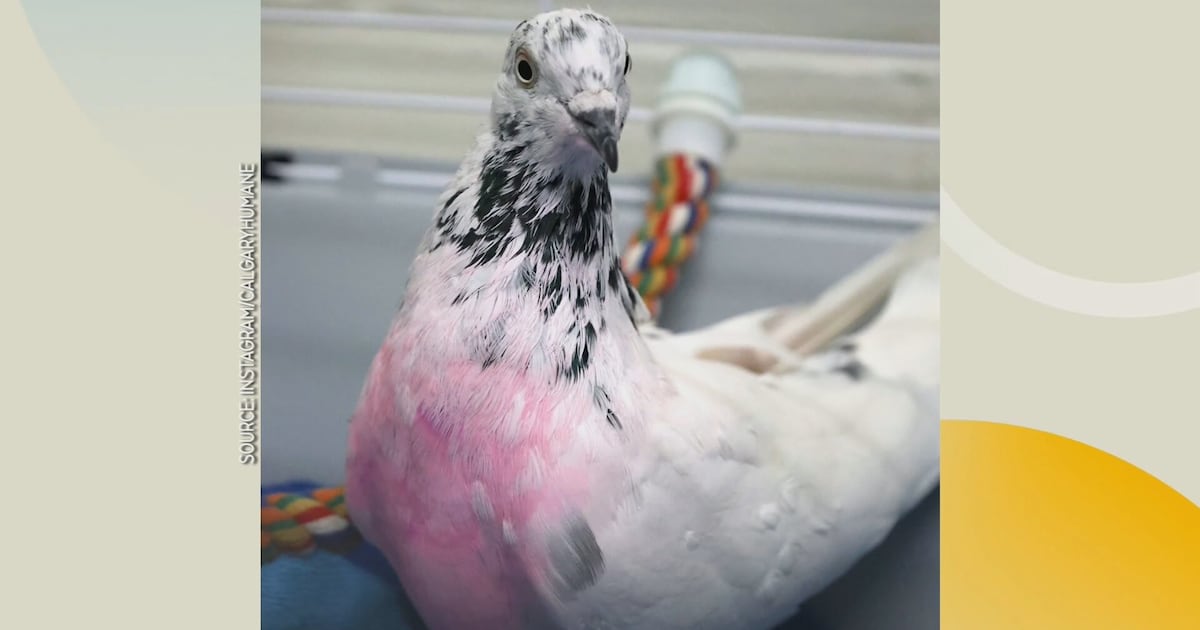 Plea to adopt pigeons! - CTV News