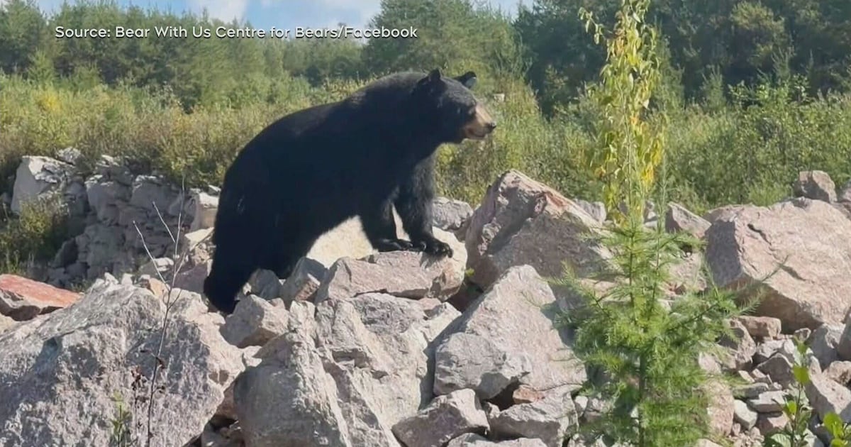 Bears graduate from wildlife rehab - CTV News