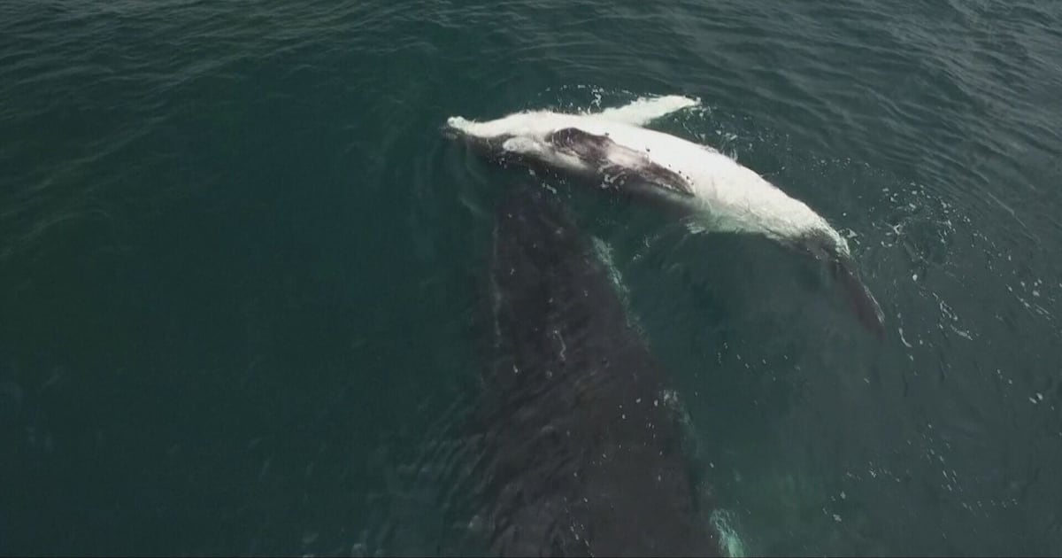 Humpback whale apparently grieves stillborn calf - CTV News