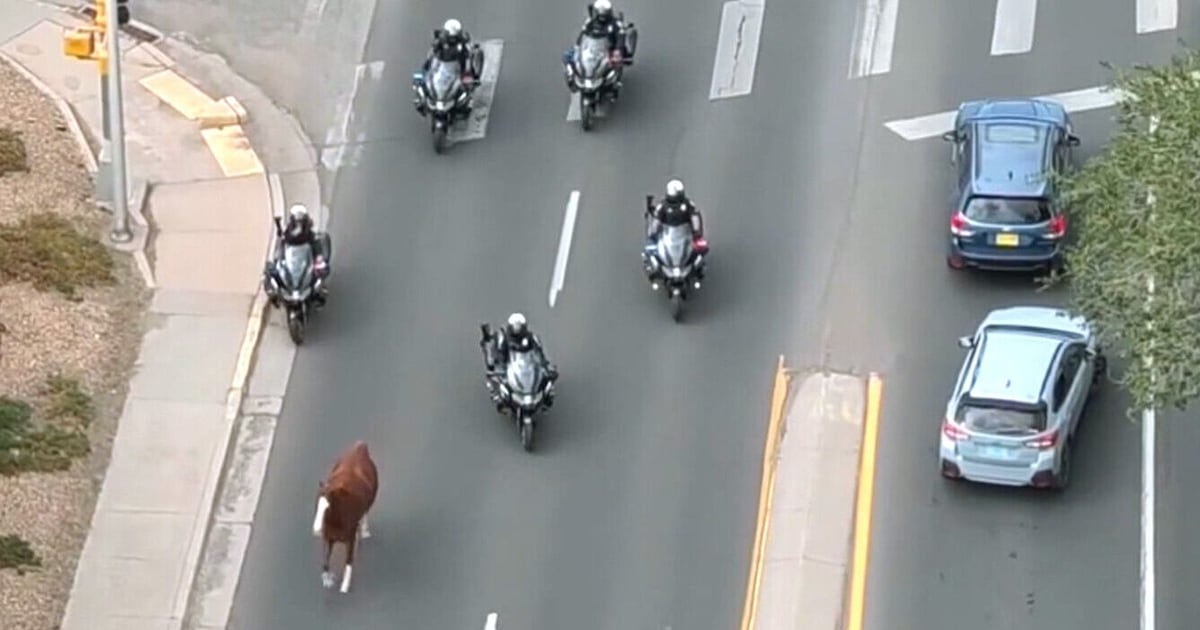Runaway parade horse leads police on pursuit through Santa Fe - CTV News