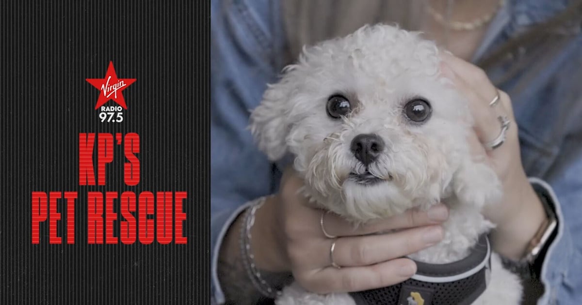 Maddie | KP's Pet Rescue - CTV News