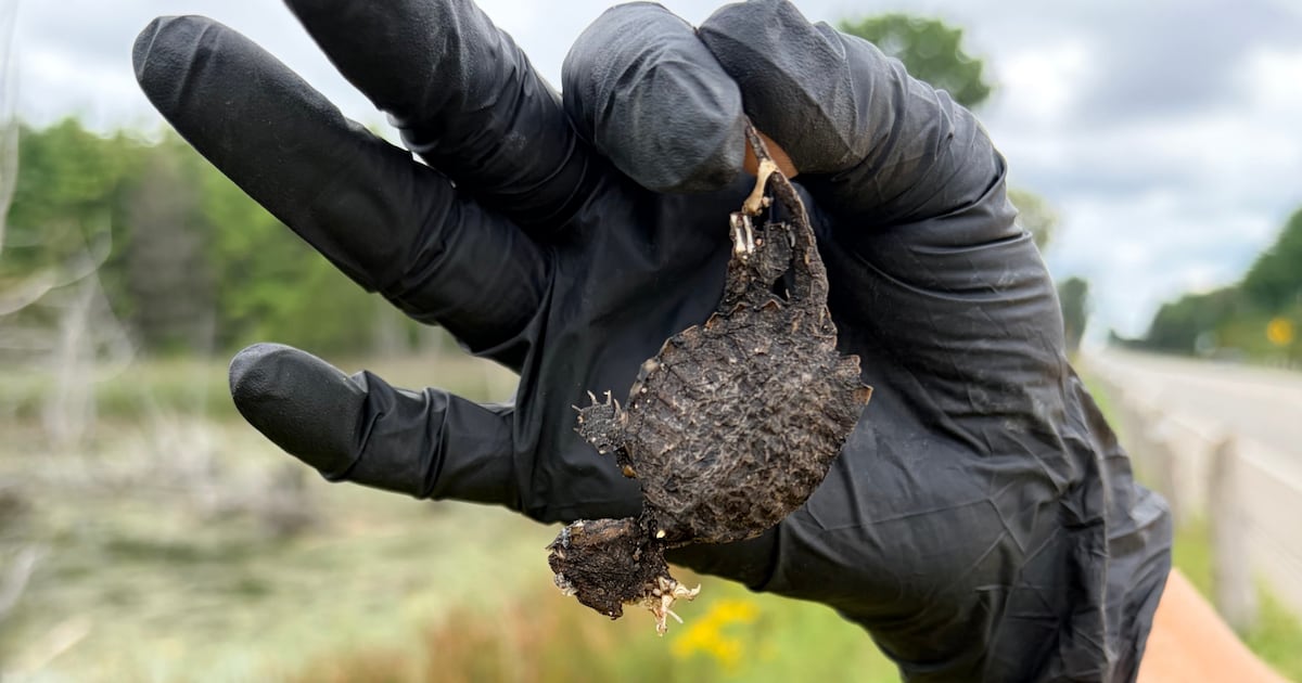 Turtle trouble? There’s a hotline for that. - CTV News