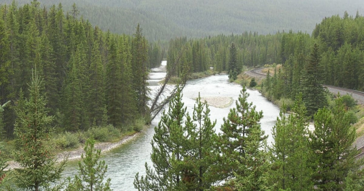 Bear warning closes Banff National Park trails