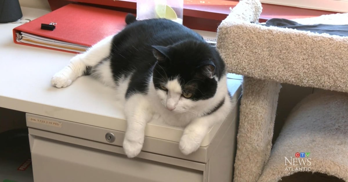 Adopt a Less Adoptable Pet Week - CTV News