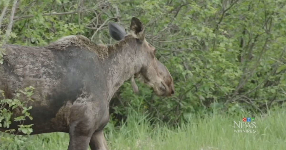 Voluntary closure to moose hunting - CTV News