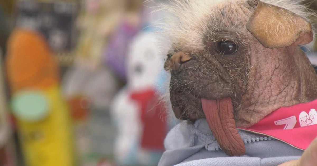 This famous dog is in town for the Edmonton Expo - CTV News