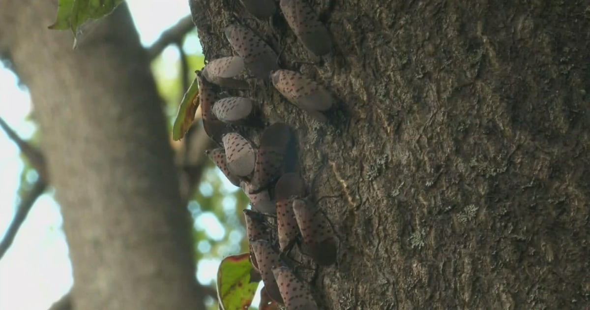 Invasive spotted lanternfly found in Ontario for first time - CTV News