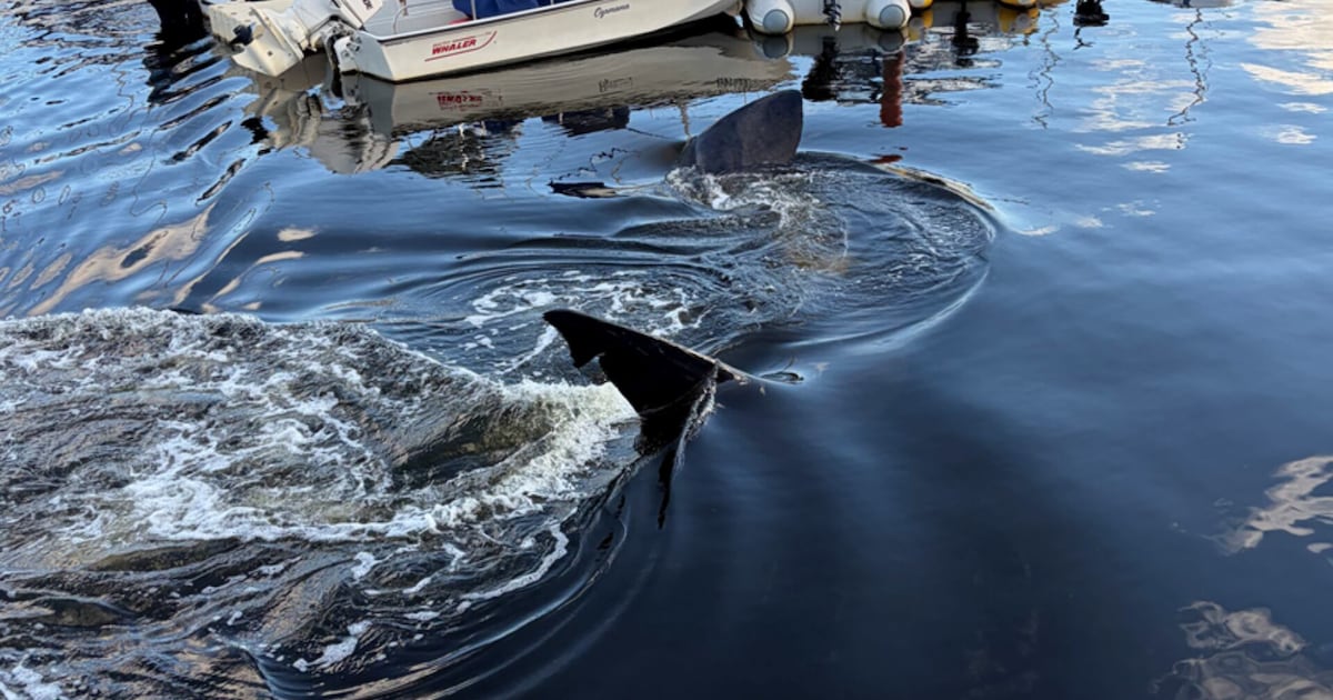 Basking shark spotted swimming in Bedford Basin - CTV News