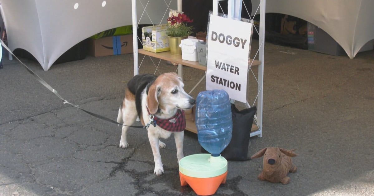 'Dogs on 104' festival makes debut - CTV News