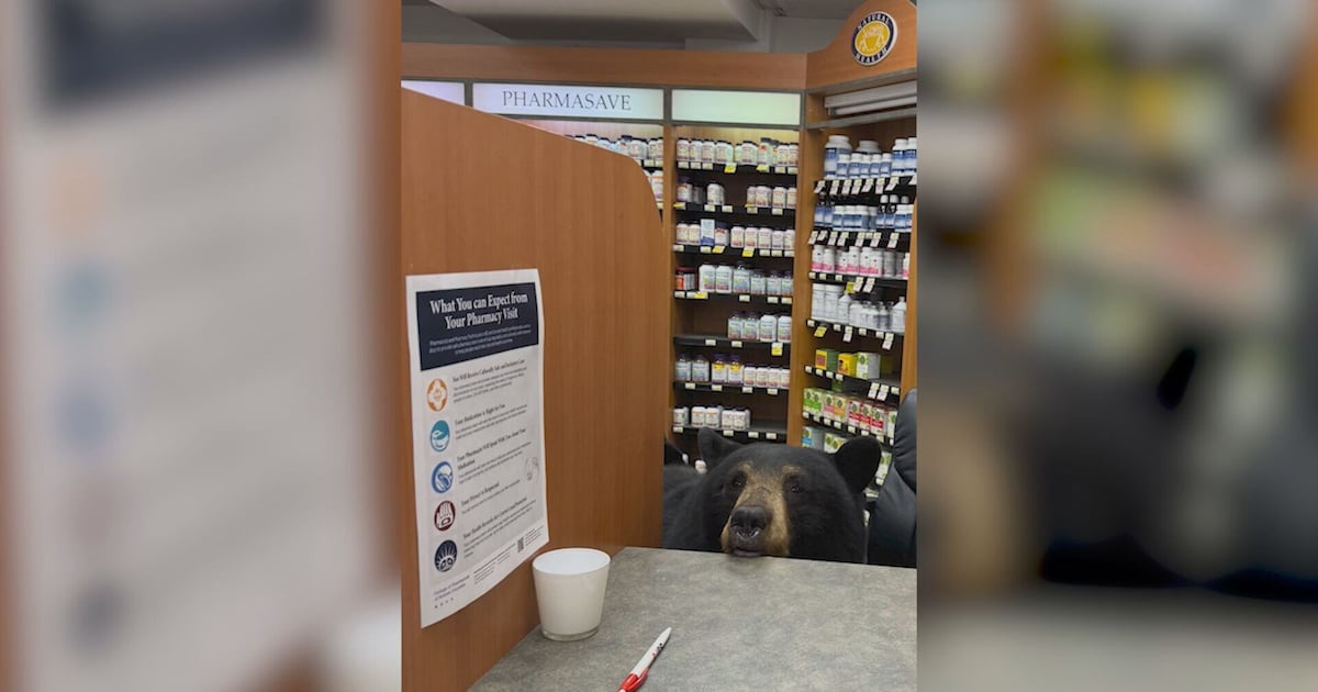 Tragic end after bears wander into pharmacy - CTV News