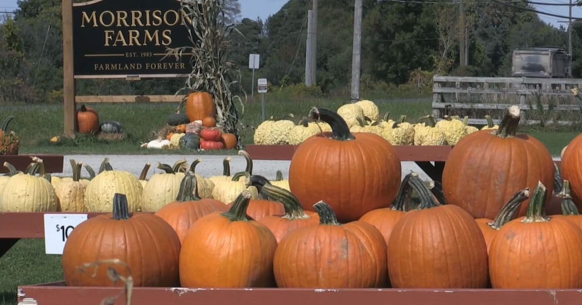 Many crops in the region are ready for harvest - including pumpkins - CTV News
