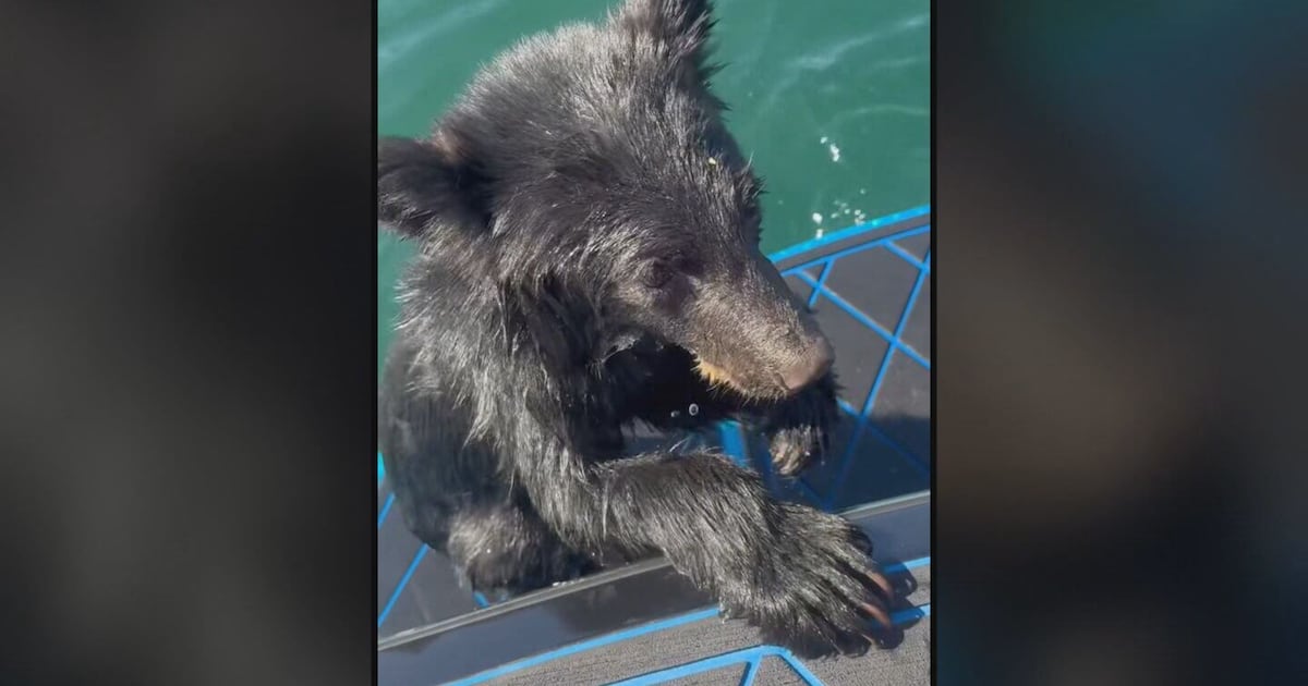 Bear cub rescued from Okanagan Lake - CTV News
