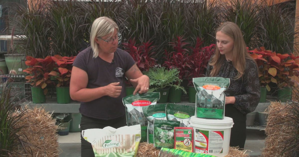 Get Growing: Fall lawn care - CTV News