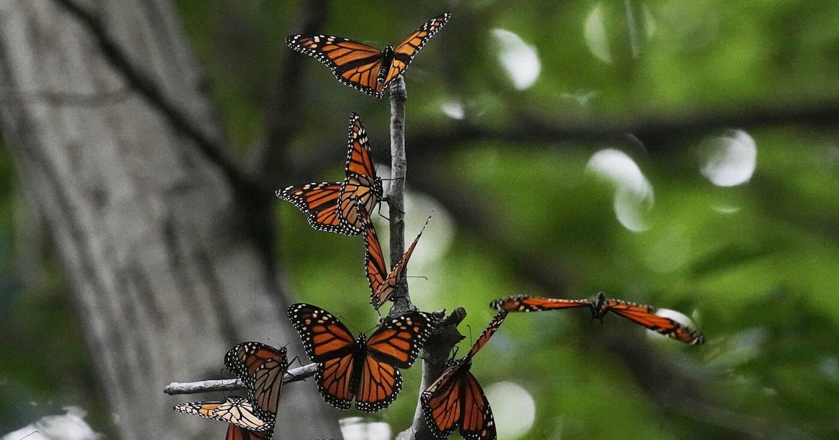 N.B. researchers use Bluetooth to track monarch butterflies - CTV News