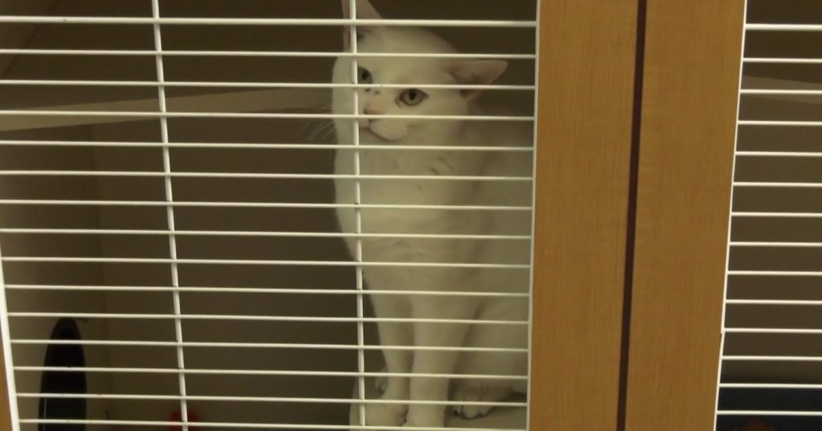 Lethbridge animal shelter sees intake numbers normalize - CTV News
