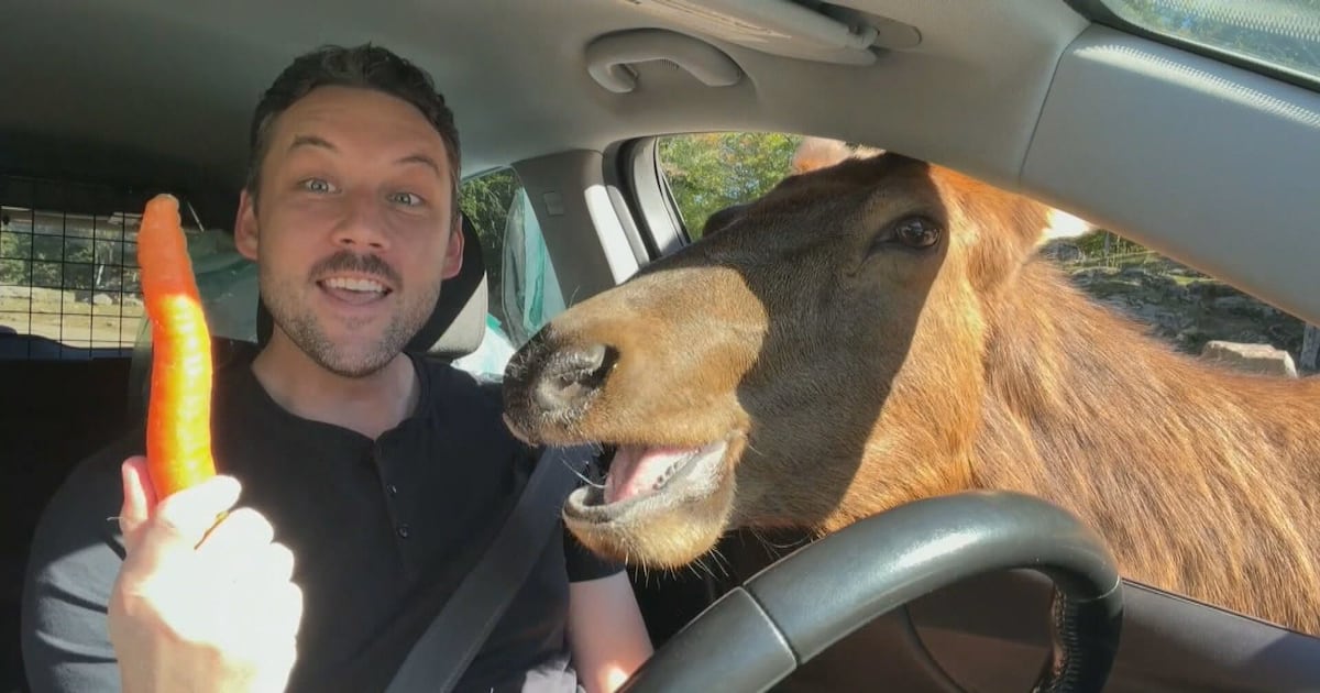 One Tank Trips: Parc Omega safari park - CTV News