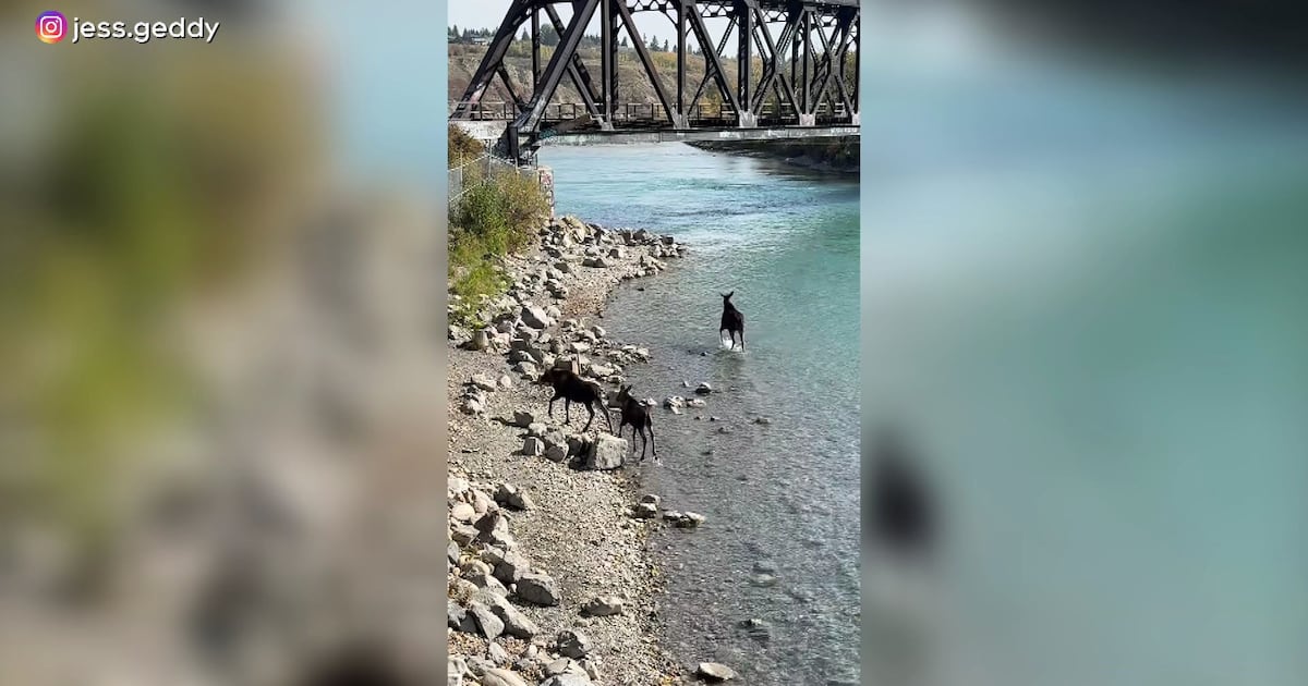 Calgary woman spots moose family in Bowmont Park - CTV News