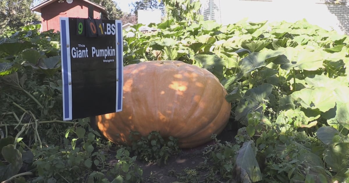 Giant pumpkin from Massey bound for competition - CTV News