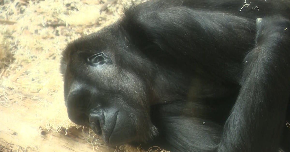 Calgary's zoo announces gorilla pregnancy - CTV News
