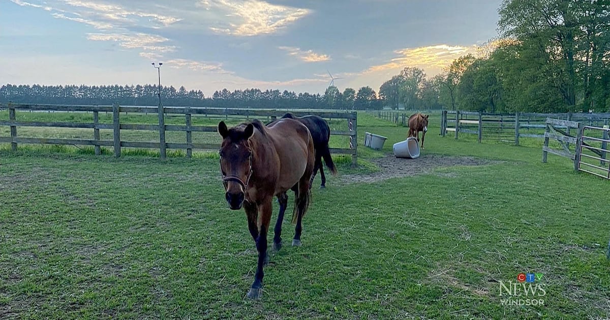 Two horses injured | Crime Stoppers: Sept. 25, 2026 - CTV News