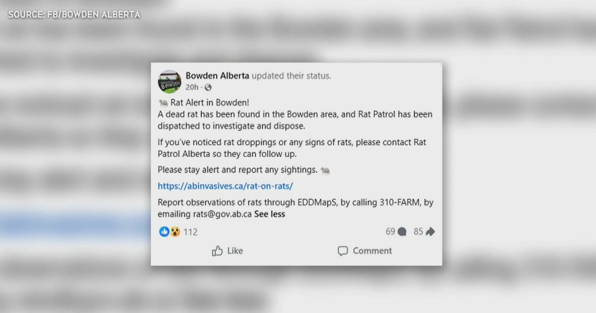 Dead rat found in central Alberta - CTV News