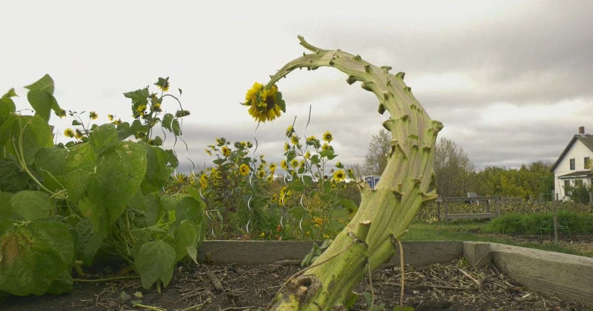 St. Albert sunflower shape distorted due to mutation - CTV News