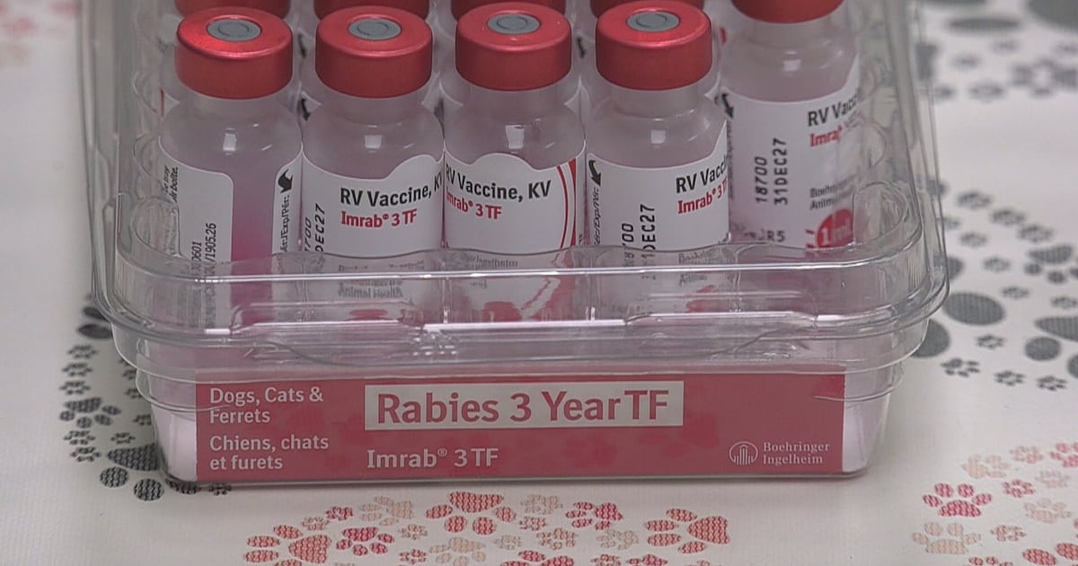 Sudbury SPCA hosts free rabies vaccine clinic for 50 pets - CTV News