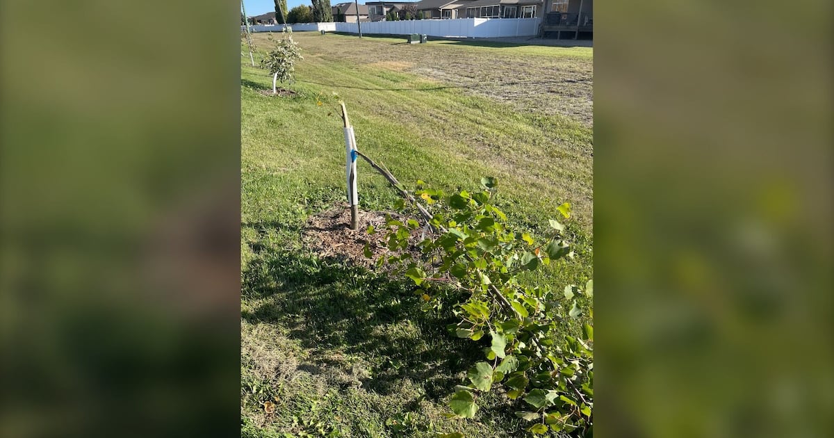 29 young trees vandalized in Yorkton - CTV News