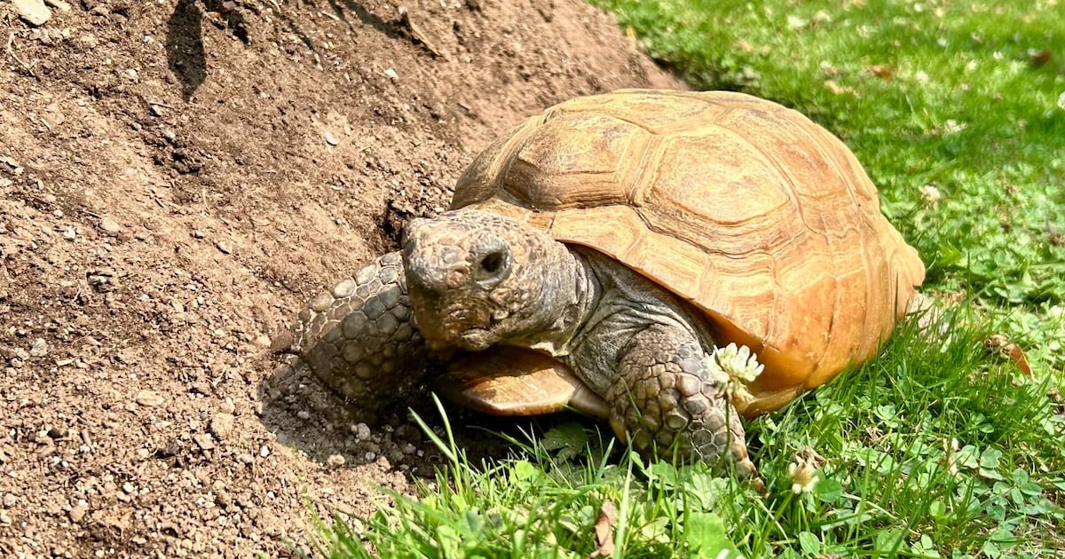Gus the gopher tortoise to have surgery next month
